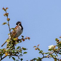 Reed Bunting