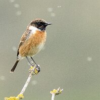 Reed Bunting