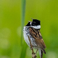 Reed Bunting