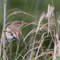 Reed Warbler RSPB Old Moore