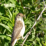 Reed Warbler