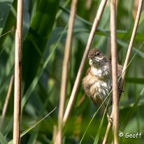 Reed Warbler Moore Nature Reserve