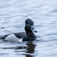Ring-necked Duck WWT Martin Mere