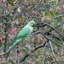 Ring-necked Parrot Woodruff Cottage