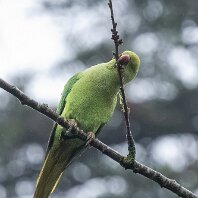 Ring-necked Parakeet Rostherne