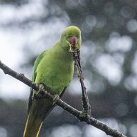 Ring-necked Parakeet