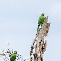Ring-necked Parakeet Rostherne
