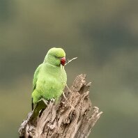 Ring-necked Parakeet