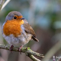 Robin Marbury Country Park