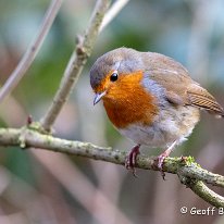 Robin Marbury Country Park