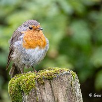 Robin RSPB Old Moore