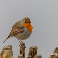 Robin Marbury Country Park