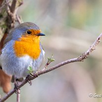 Robin RSPB Burton Mere