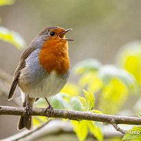 Robin Brockholes Nature Reserve