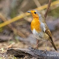 Robin Marbury Country Park