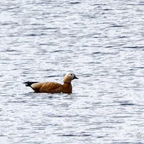 Ruddy Shelduck Moore Nature Reserve