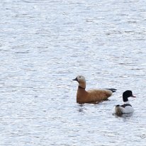 Ruddy Shelduck Moore Nature Reserve