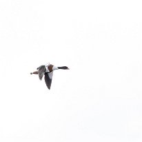 Ruddy Shelduck Moore Nature Reserve