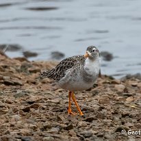 Ruff RSPB Martin Mere