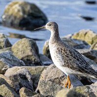 Ruff WWT Martin Mere