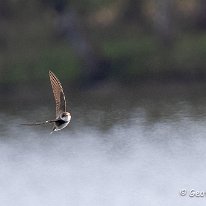 Sand Martin Tatton Park