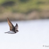 Sand Martin Tatton Park