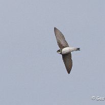 Sand Martin Brockholes Nature Reserve