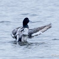 Scaup