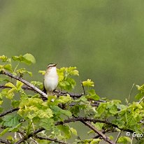 Sedge Warbler Brockholes Nature Reserve