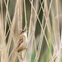 Sedge Warbler RSPB Leighton Moss.