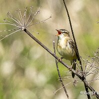 Sedge Warbler