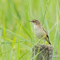 Sedge Warbler