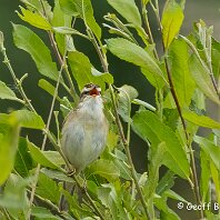 Sedge Warbler