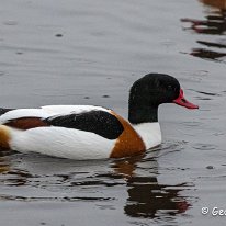 Shelduck RSPB Martin Mere