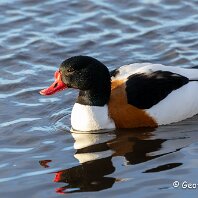 Shelduck