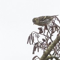 Siskin Marbury Country Park