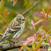 Siskin Woodruff Cottage
