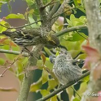 Siskin Woodruff Cottage