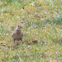 Skylark Walney Island