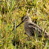 Snipe RSPB Leighton Moss