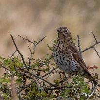 Song Thrush Millington