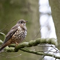 Song Thrush Mere