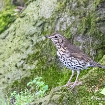 Song Thrush Tabley