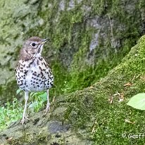 Song Thrush Tabley