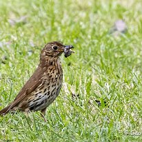 Song Thrush Plumley