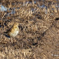 Song Thrush Millington