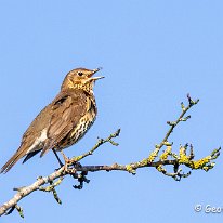 Song Thrush Millington