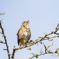 Song Thrush Millington