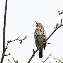 Song Thrush Millington