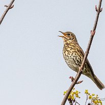 Song Thrush Millington